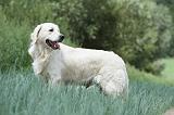 GOLDEN RETRIEVER 691